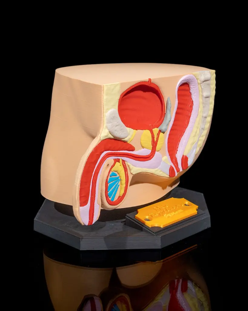 Male_Reproductive_System_2_f5f3faebe4.webp