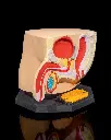 Male_Reproductive_System_2_f5f3faebe4.webp
