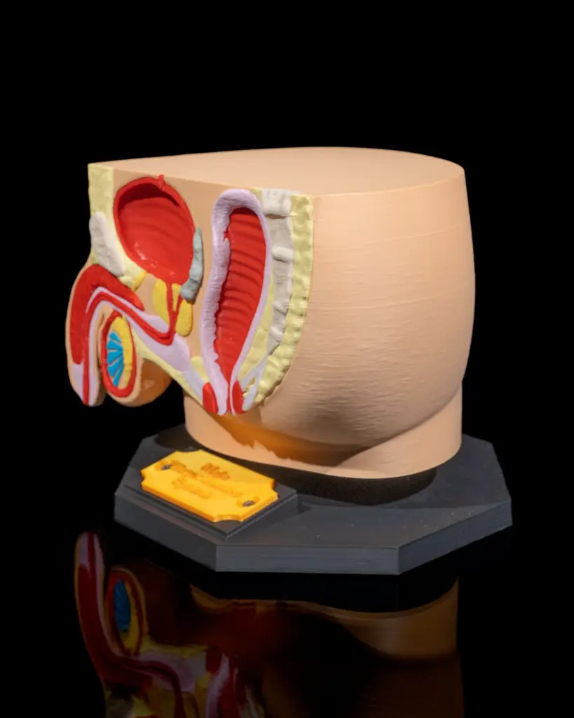 Male_Reproductive_System_5_5d2a3a1a6d.webp