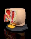 Male_Reproductive_System_5_5d2a3a1a6d.webp