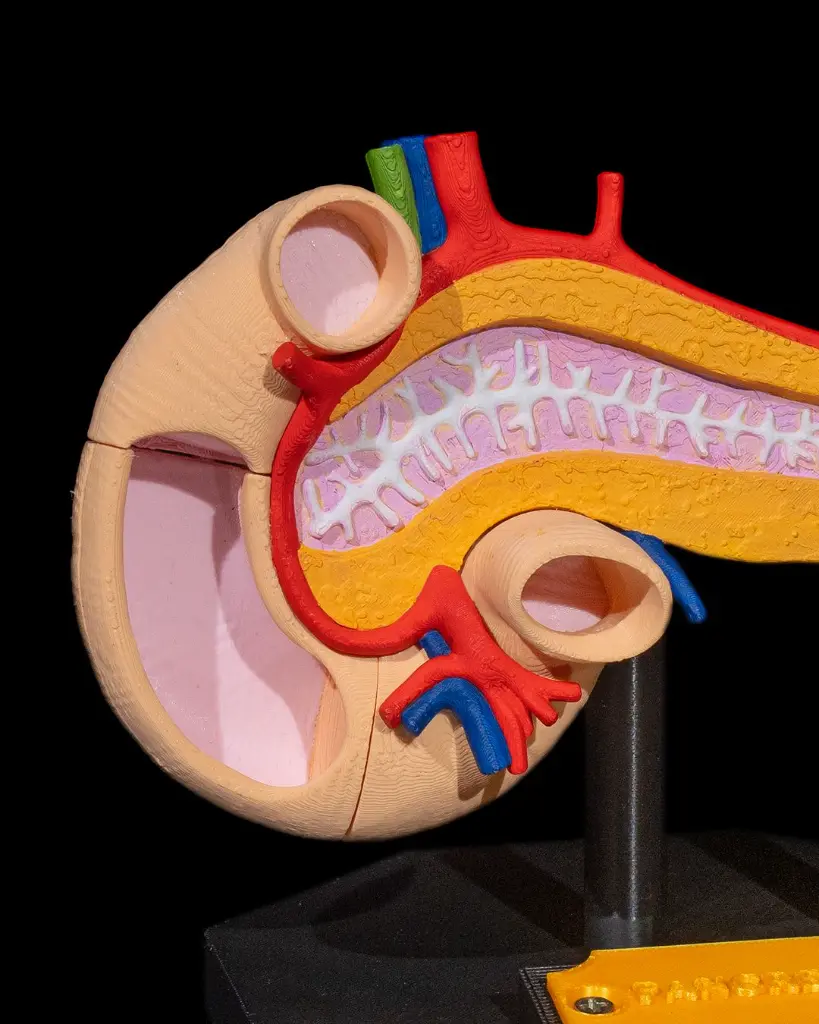 Pancreas_Anatomical_Model_2_eda9682fb9.webp