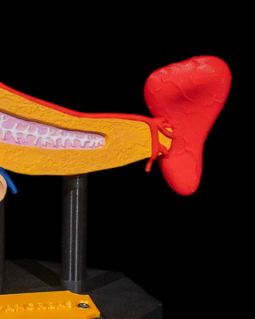 Pancreas_Anatomical_Model_3_33f3487dd6.webp
