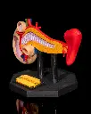 Pancreas_Anatomical_Model_4_090a4a7792.webp