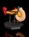 Pancreas_Anatomical_Model_6_eff1746eee.webp