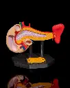 Pancreas_Anatomical_Model_1_3c5766dd2d.webp