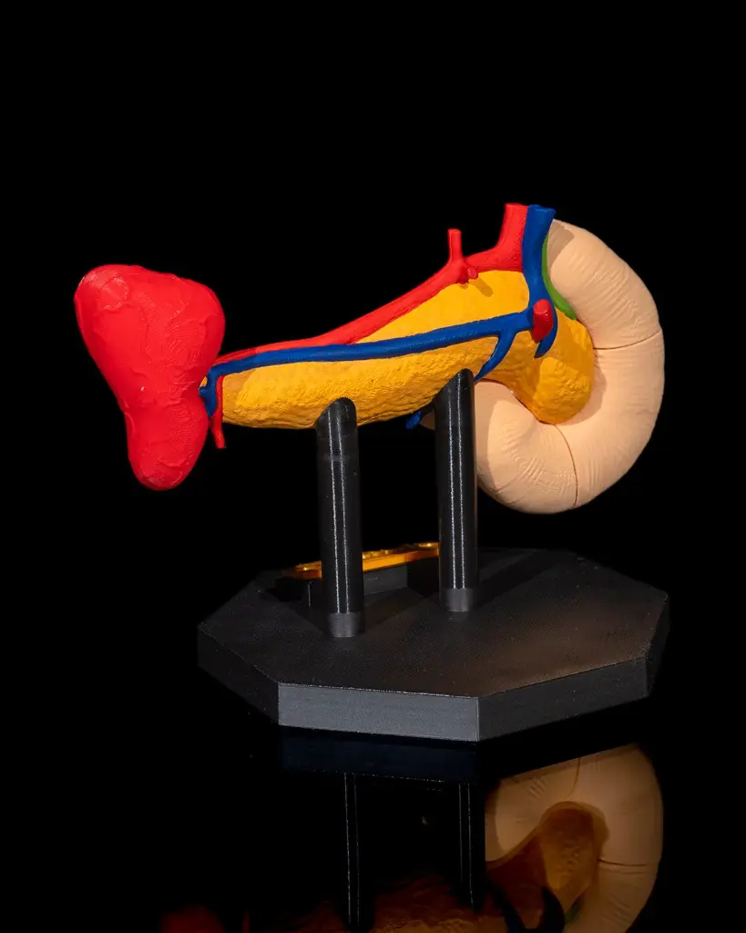 Pancreas_Anatomical_Model_5_25c386091d.webp