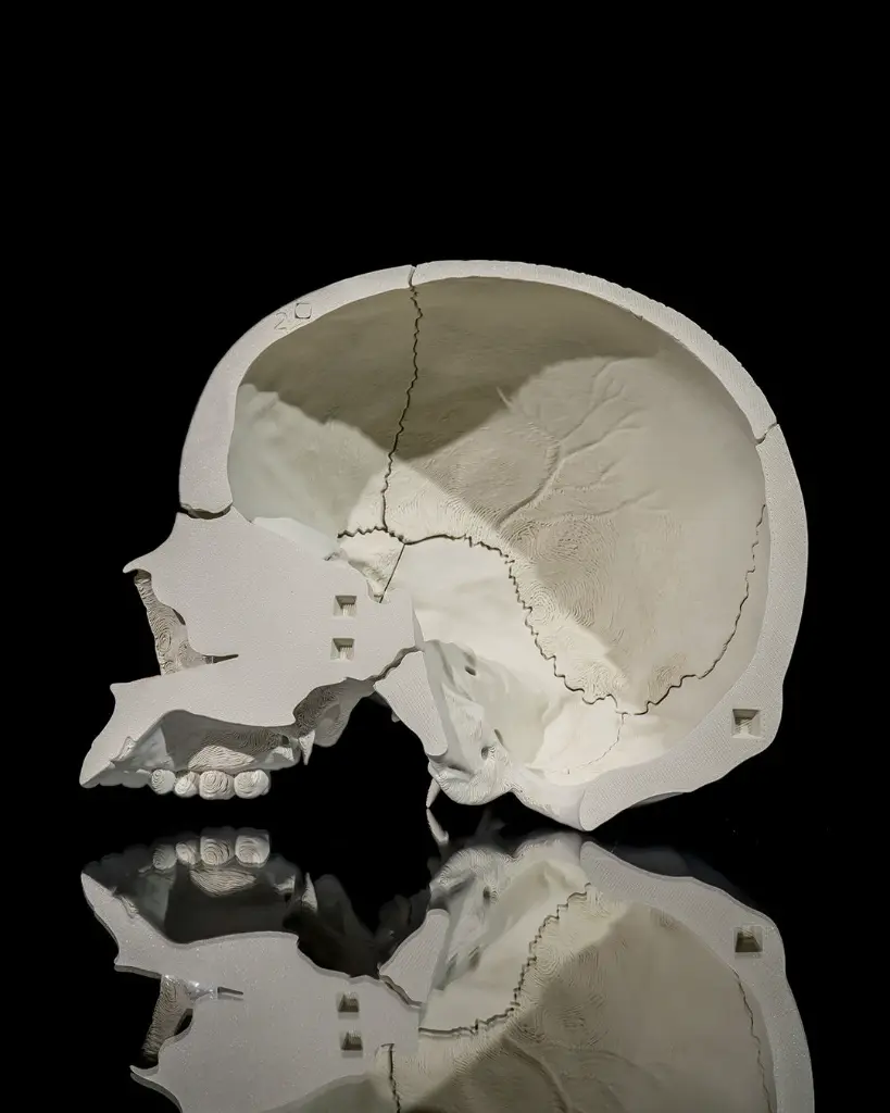 Human_Adult_Skull_2_6109bc19c2.webp
