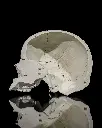 Human_Adult_Skull_2_6109bc19c2.webp