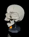 Human_Adult_Skull_5_29084f0eb9.webp
