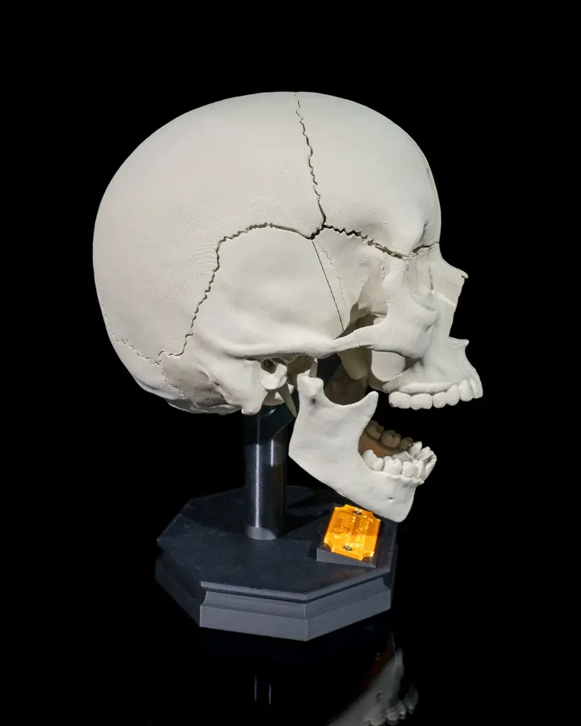 Human_Adult_Skull_3_7c126a83f3.webp