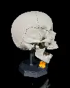 Human_Adult_Skull_3_7c126a83f3.webp