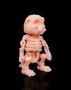 Skeleton_Beaver2_57f2f7ed7b.webp