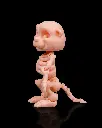 Skeleton_Beaver5_da995f1638.webp