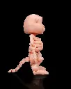 Skeleton_Beaver3_9a861c8550.webp