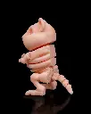 Skeleton_Hamster5_e3bb905302.webp