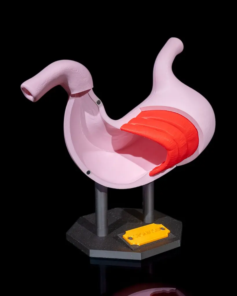 Stomach_Anatomical_Model_2_8a00694cf4.webp