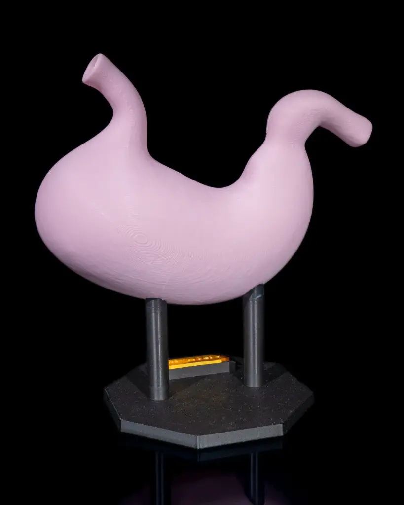 Stomach_Anatomical_Model_5_3c6e3983c3.webp