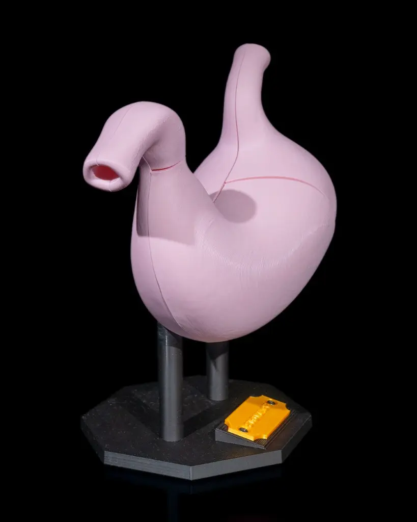 Stomach_Anatomical_Model_3_3ab38e5945.webp