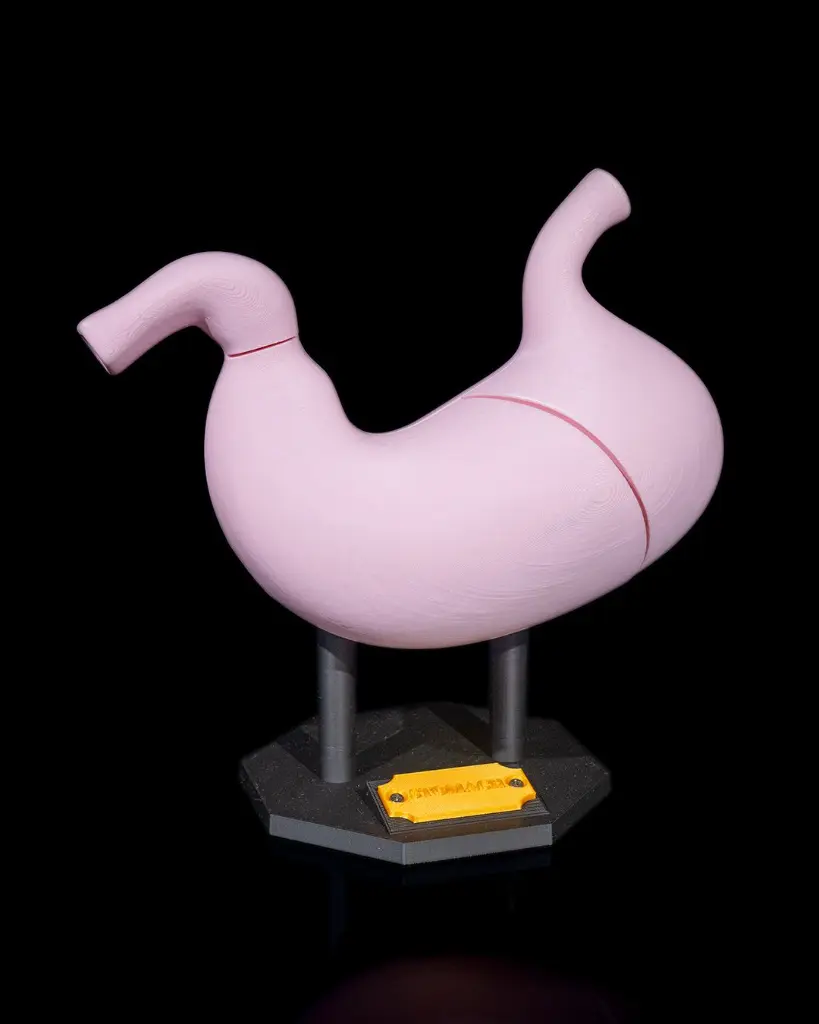 Stomach_Anatomical_Model_1_ef1563b3fa.webp