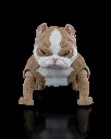American Bully