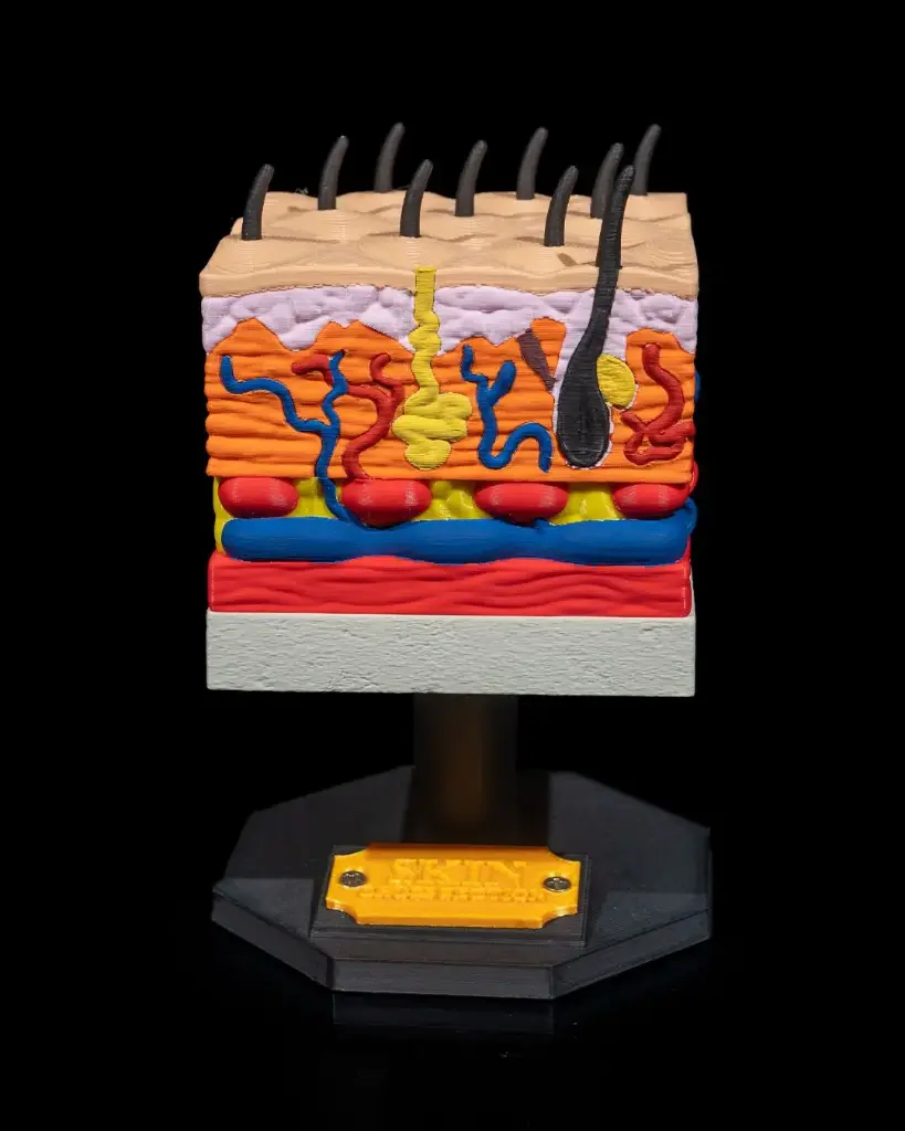 Skin Cross Section Model