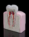 Healthy Premolar Tooth