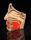 Nose and Sinus Model
