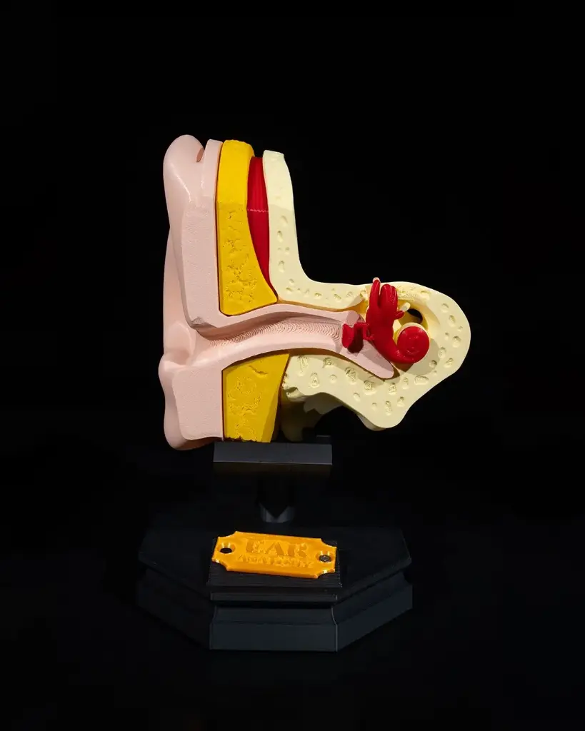Outer and Inner Ear Model