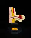 Outer and Inner Ear Model