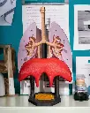 Lung Anatomical Model