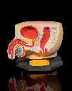 Male Reproductive System Anatomical Model