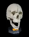 Human Skull Anatomical Model