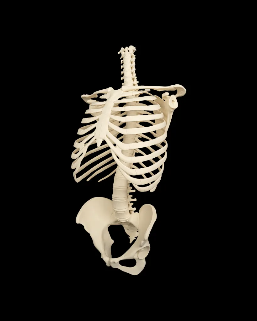 Life Sized Human Skeleton