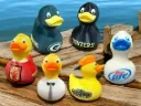 Duck Club Membership