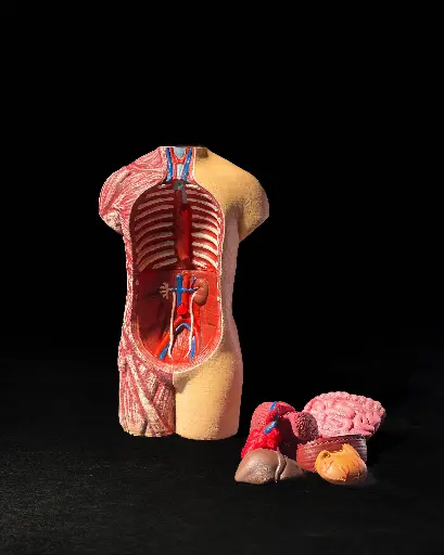 Anatomical Model