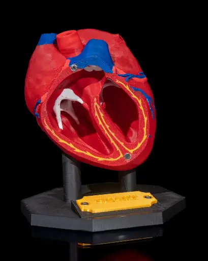 Anatomical Model of the Heart