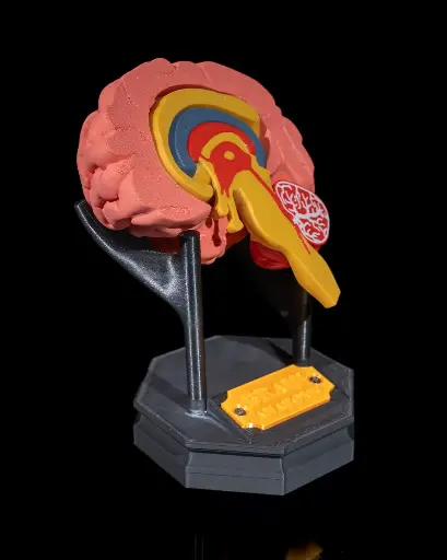 Human Brain Model