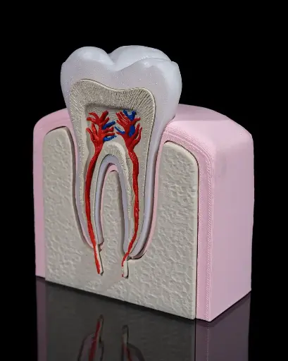 Healthy Premolar Tooth