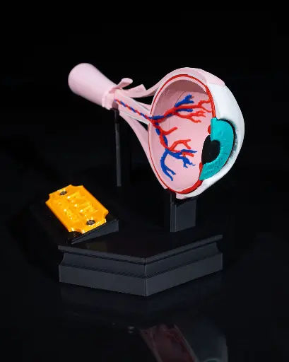 Human Eye Model