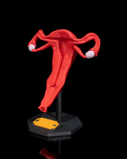 Uterus Anatomical Model