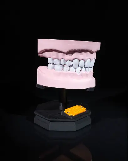 Dental Arch Anatomical Model