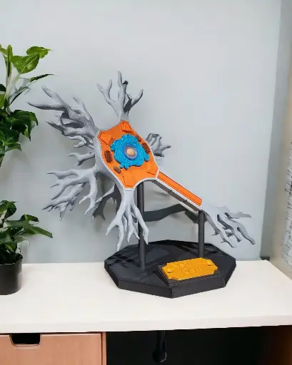Neural Cell Anatomical Model