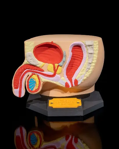 Male Reproductive System Anatomical Model