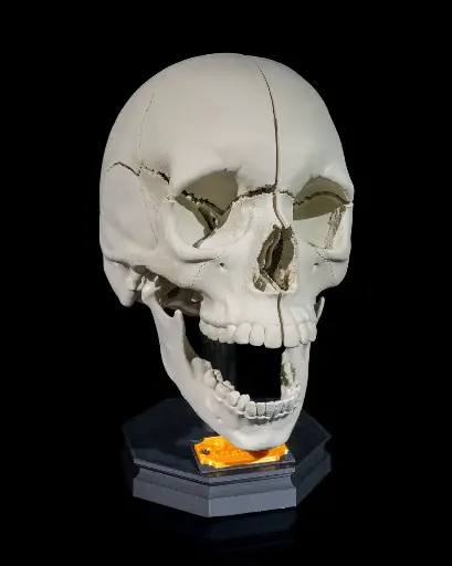 Human Skull Anatomical Model